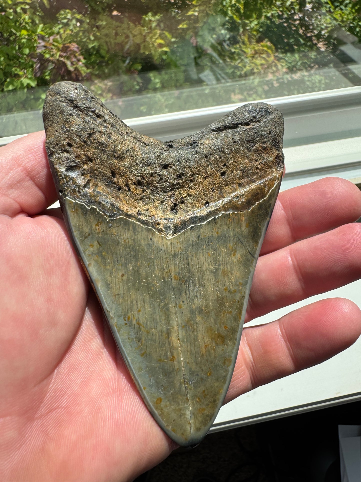 MEGALODON SHARK TOOTH REAL FOSSIL 4.75"  NO REPAIRS