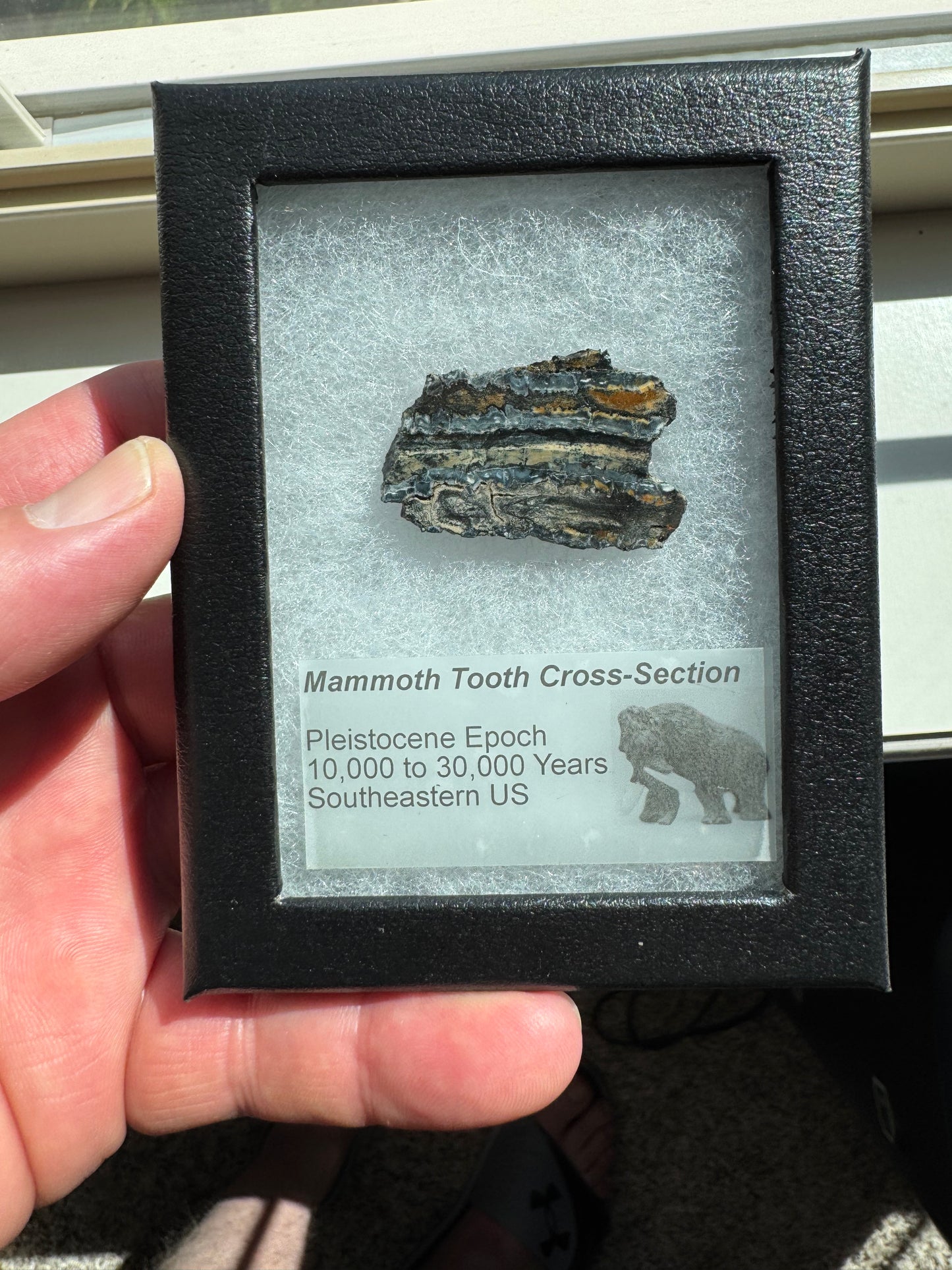 Polished Mammoth Tooth Cross-Section Slab in Case
