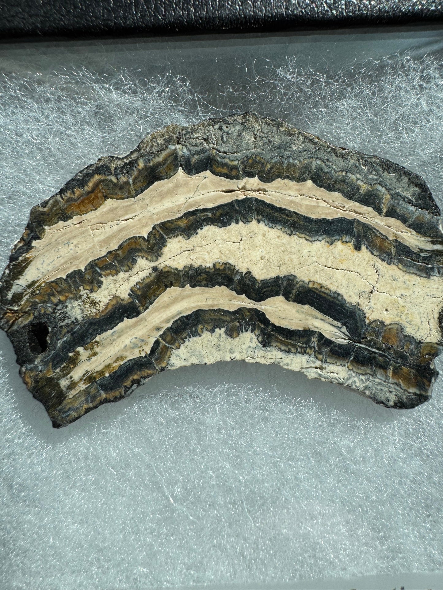 Polished Mammoth Tooth Cross-Section Slab in Case
