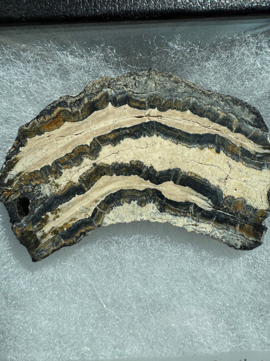 Polished Mammoth Tooth Cross-Section Slab in Case