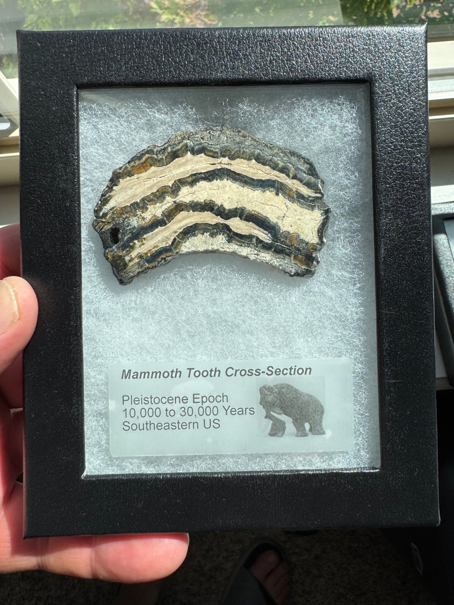 Polished Mammoth Tooth Cross-Section Slab in Case