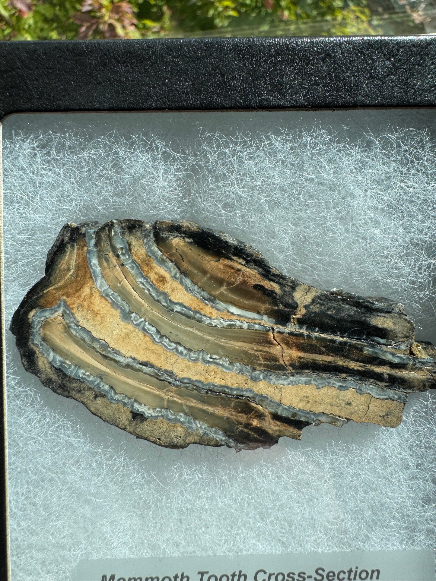Polished Mammoth Tooth Cross-Section Slab in Case