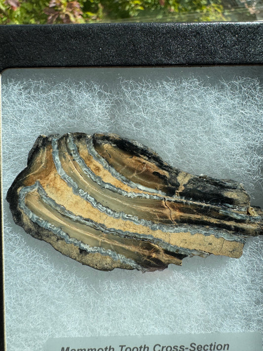 Polished Mammoth Tooth Cross-Section Slab in Case