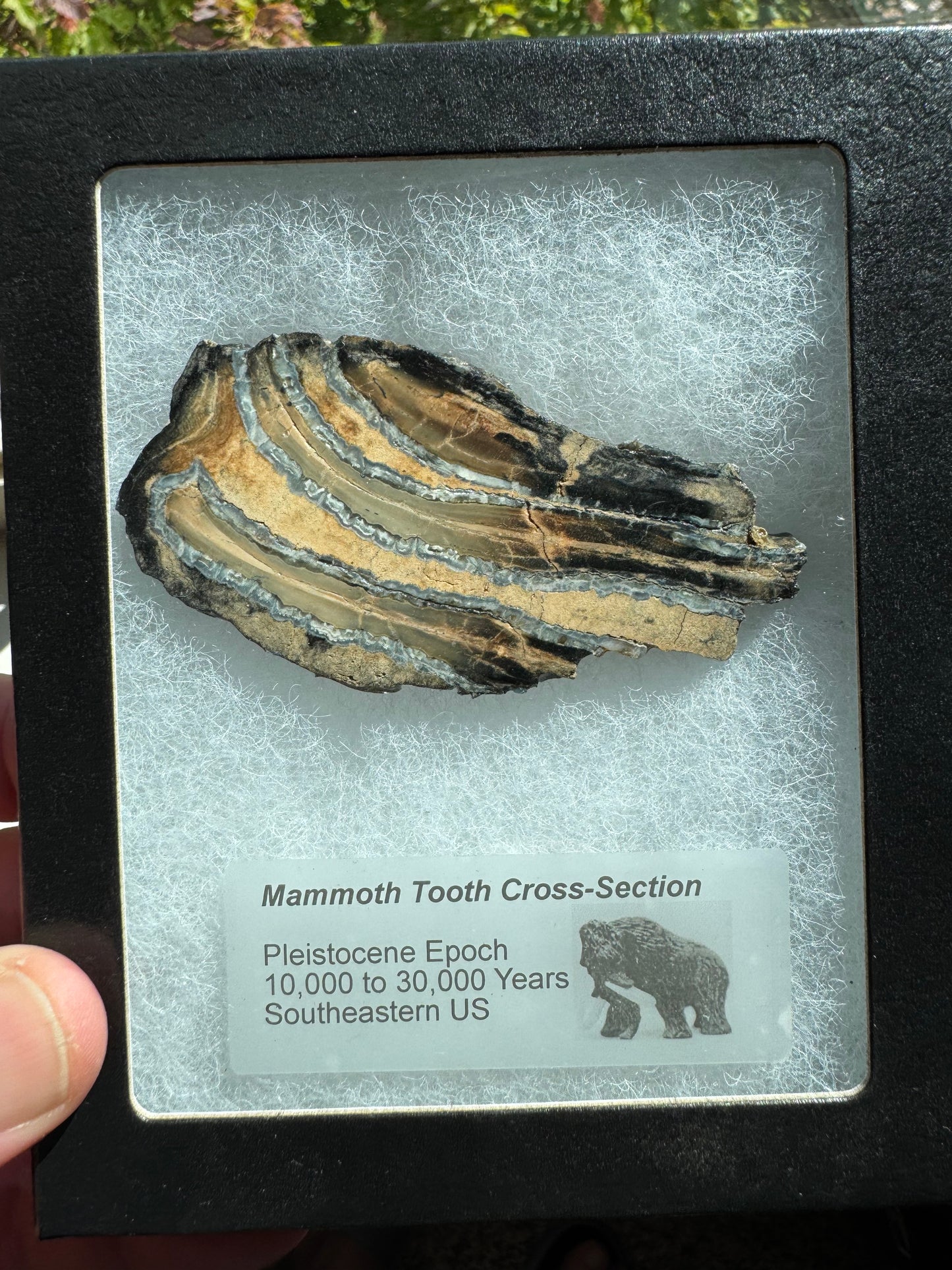 Polished Mammoth Tooth Cross-Section Slab in Case