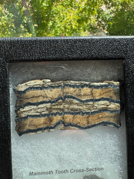 Polished Mammoth Tooth Cross-Section Slab in Case