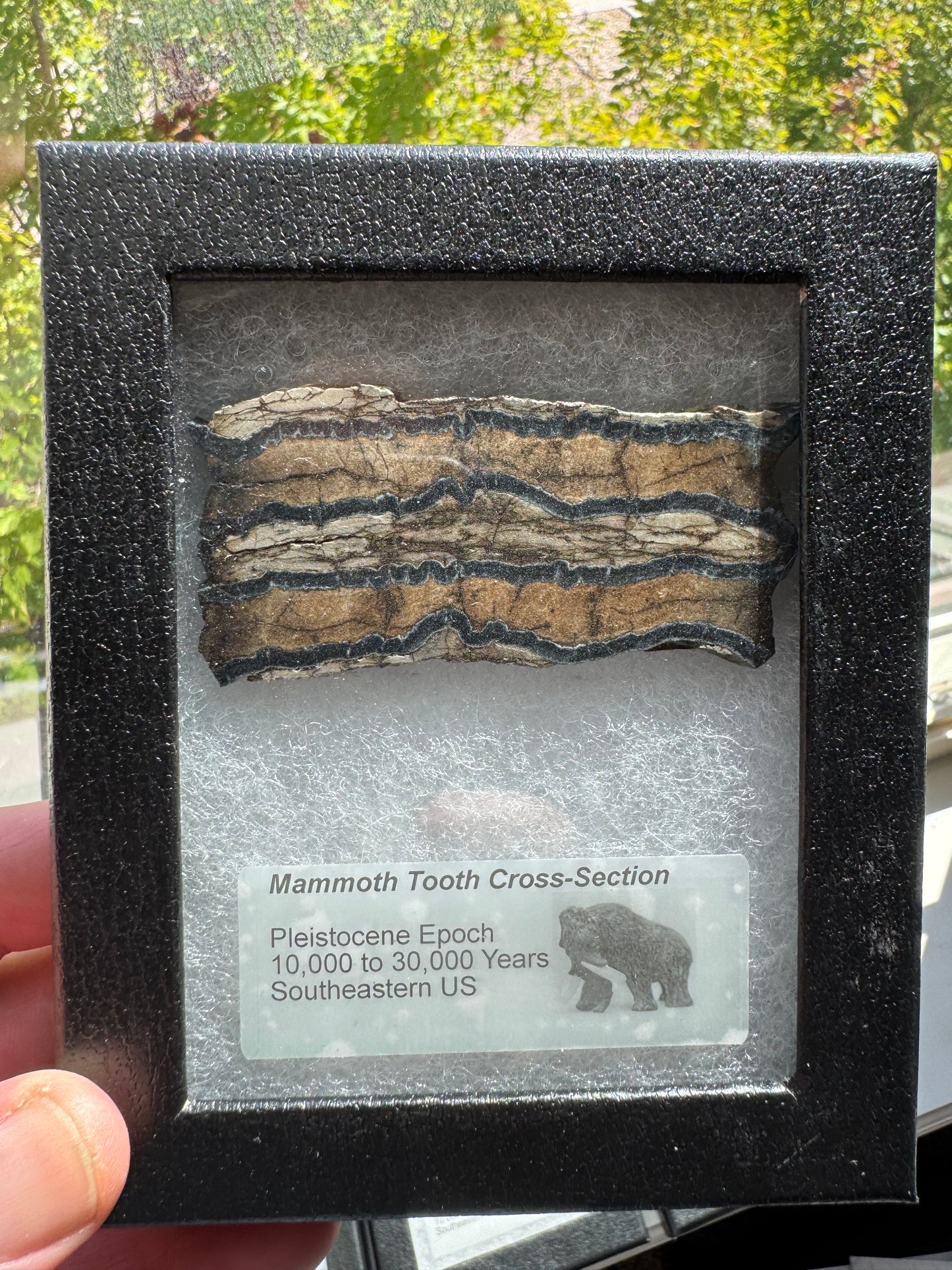 Polished Mammoth Tooth Cross-Section Slab in Case