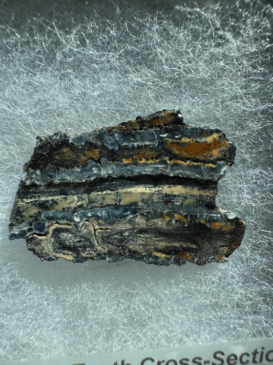 Polished Mammoth Tooth Cross-Section Slab in Case