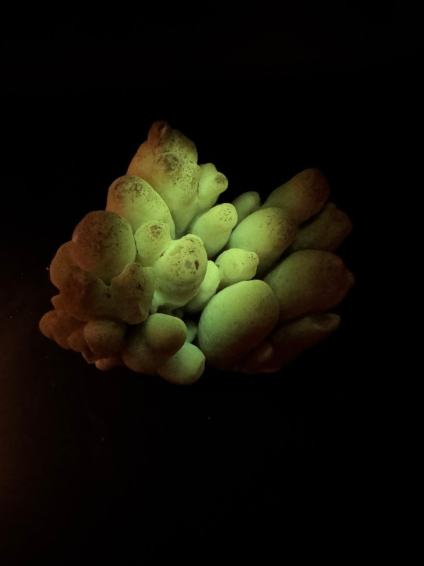 Botryoidal Honey Aragonite - Santa Eulalia, Chihuahua, Mexico 331 g