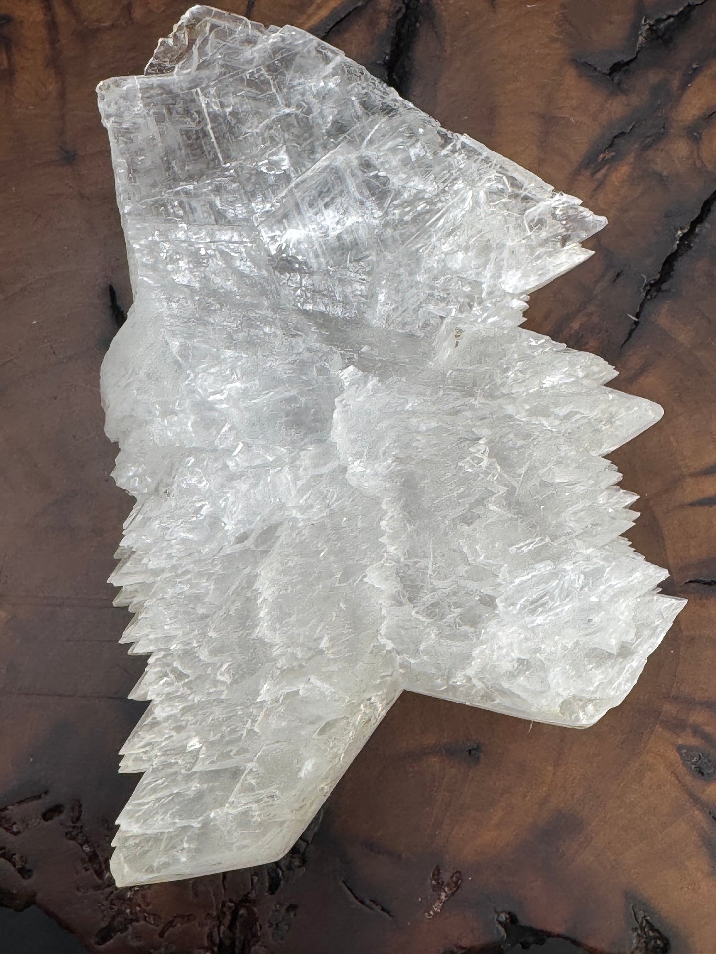 Awesome Fishtail Selenite Laguna del Ray, Coahuila Mex 292 Grams