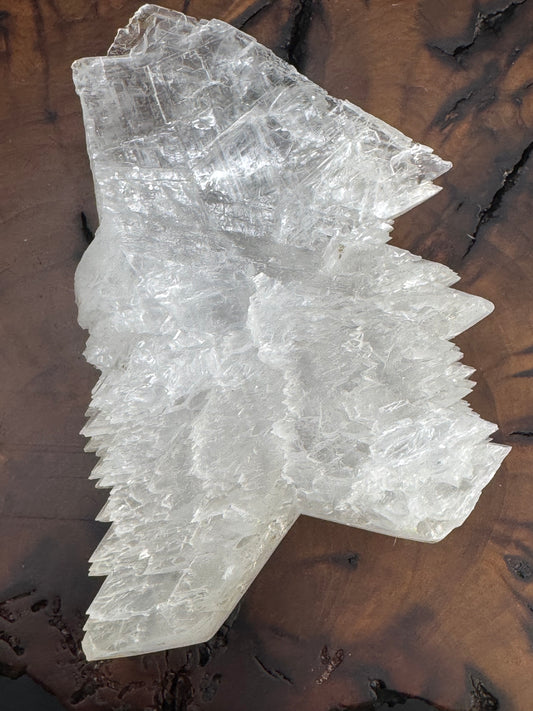Awesome Fishtail Selenite Laguna del Ray, Coahuila Mex 292 Grams