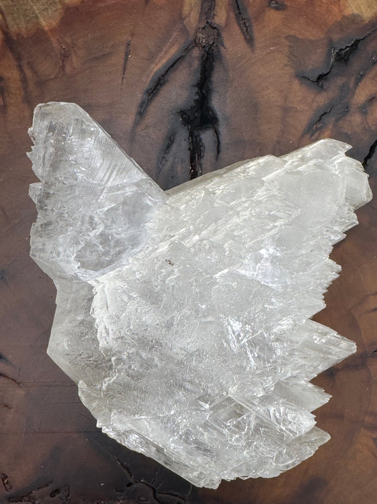 Awesome Fishtail Selenite Laguna del Ray, Coahuila Mex 339 Grams