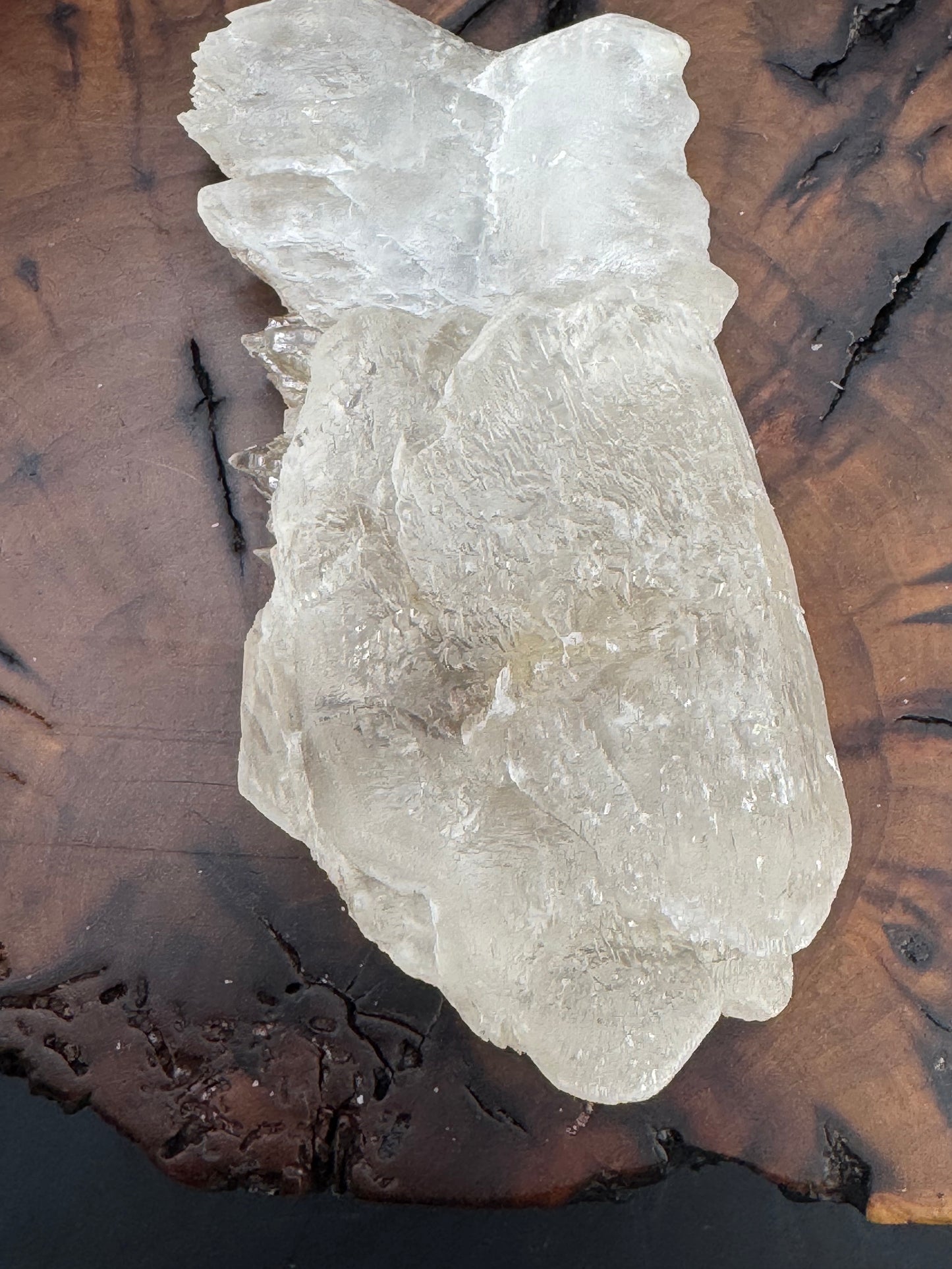 Awesome Fishtail Selenite Laguna del Ray, Coahuila Mex 310 Grams