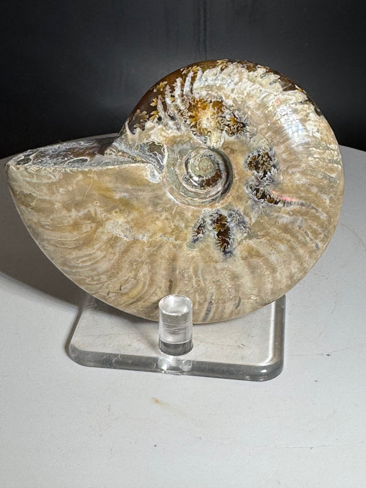 Natural Rainbow Ammonite Madagascar 126g