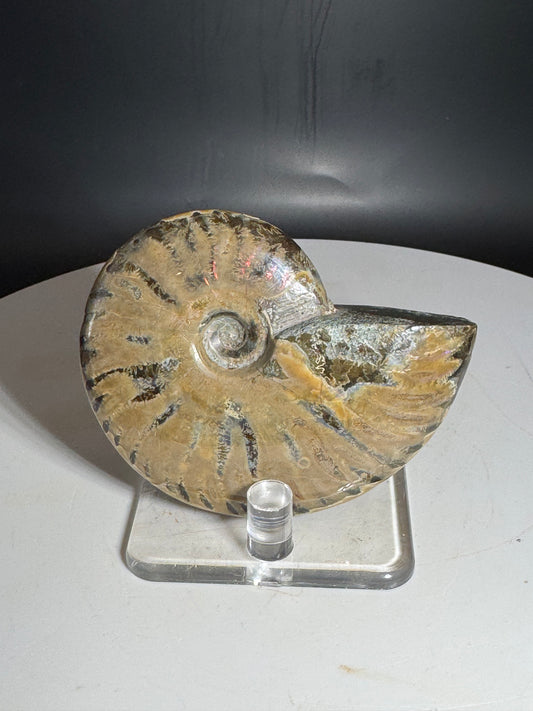 Natural Rainbow Ammonite Madagascar 85g