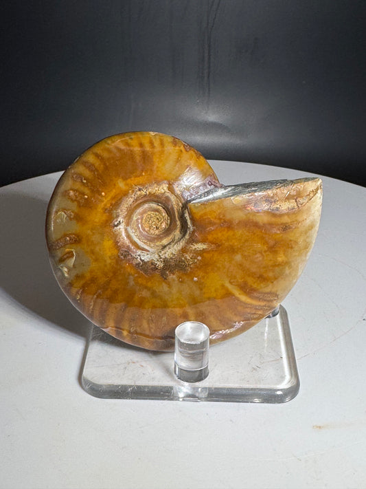 Natural Rainbow Ammonite Madagascar 75g