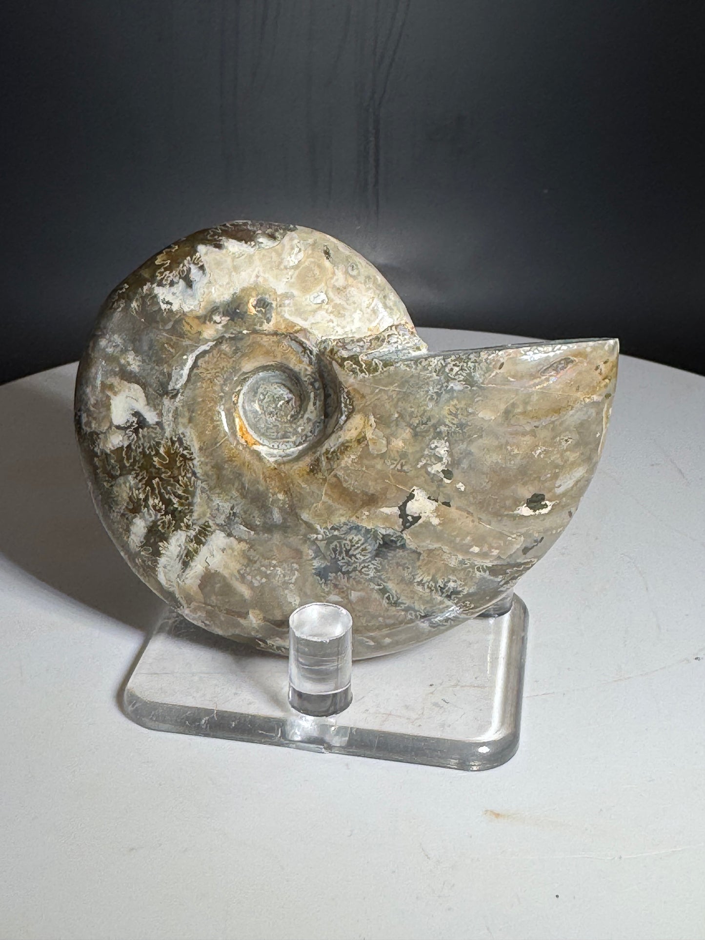 Natural Rainbow Ammonite Madagascar 101g