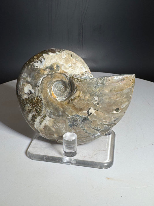 Natural Rainbow Ammonite Madagascar 101g