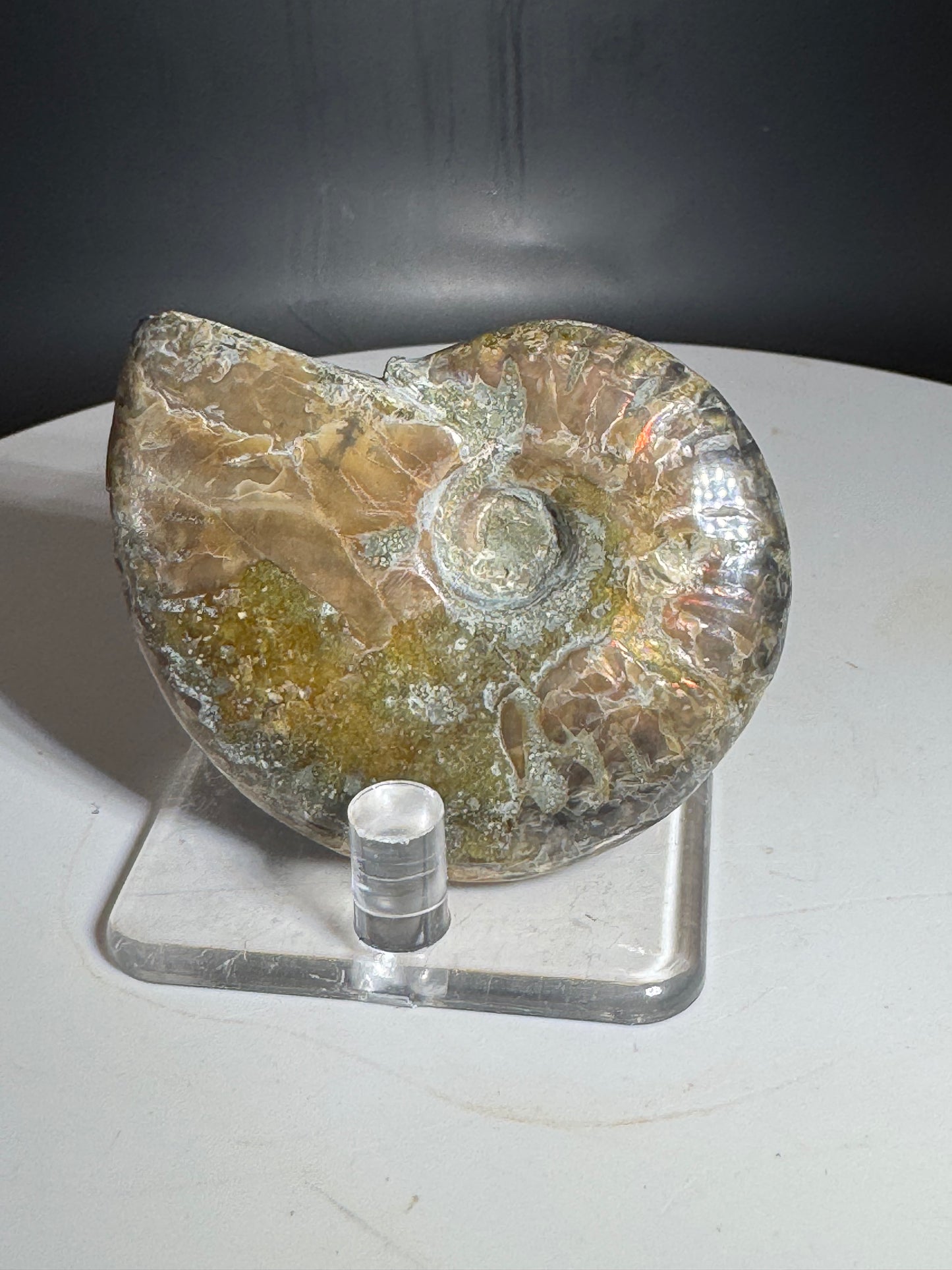 Natural Rainbow Ammonite Madagascar 56g