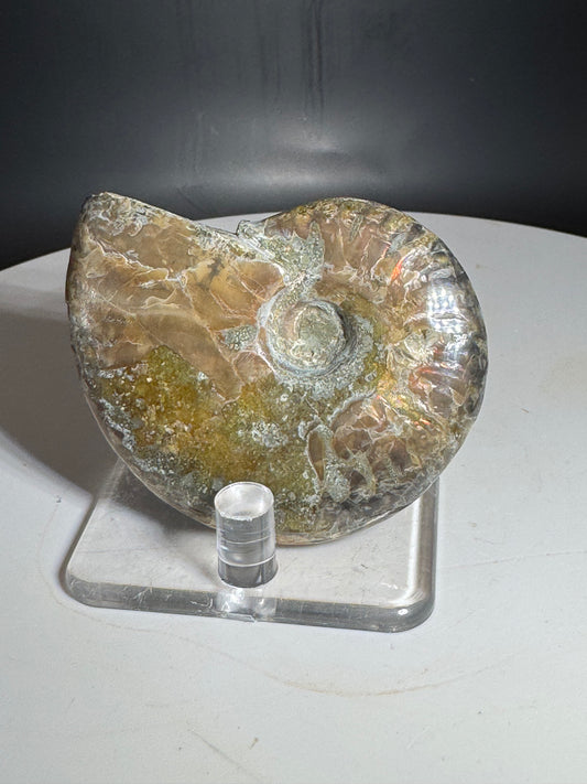Natural Rainbow Ammonite Madagascar 56g