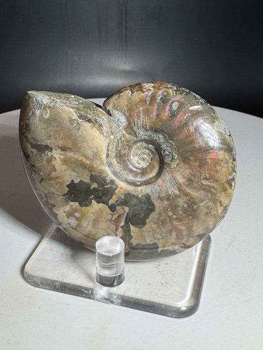 Natural Rainbow Ammonite Madagascar 77g