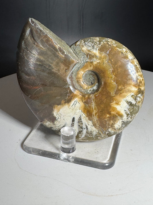 Natural Rainbow Ammonite Madagascar 104g