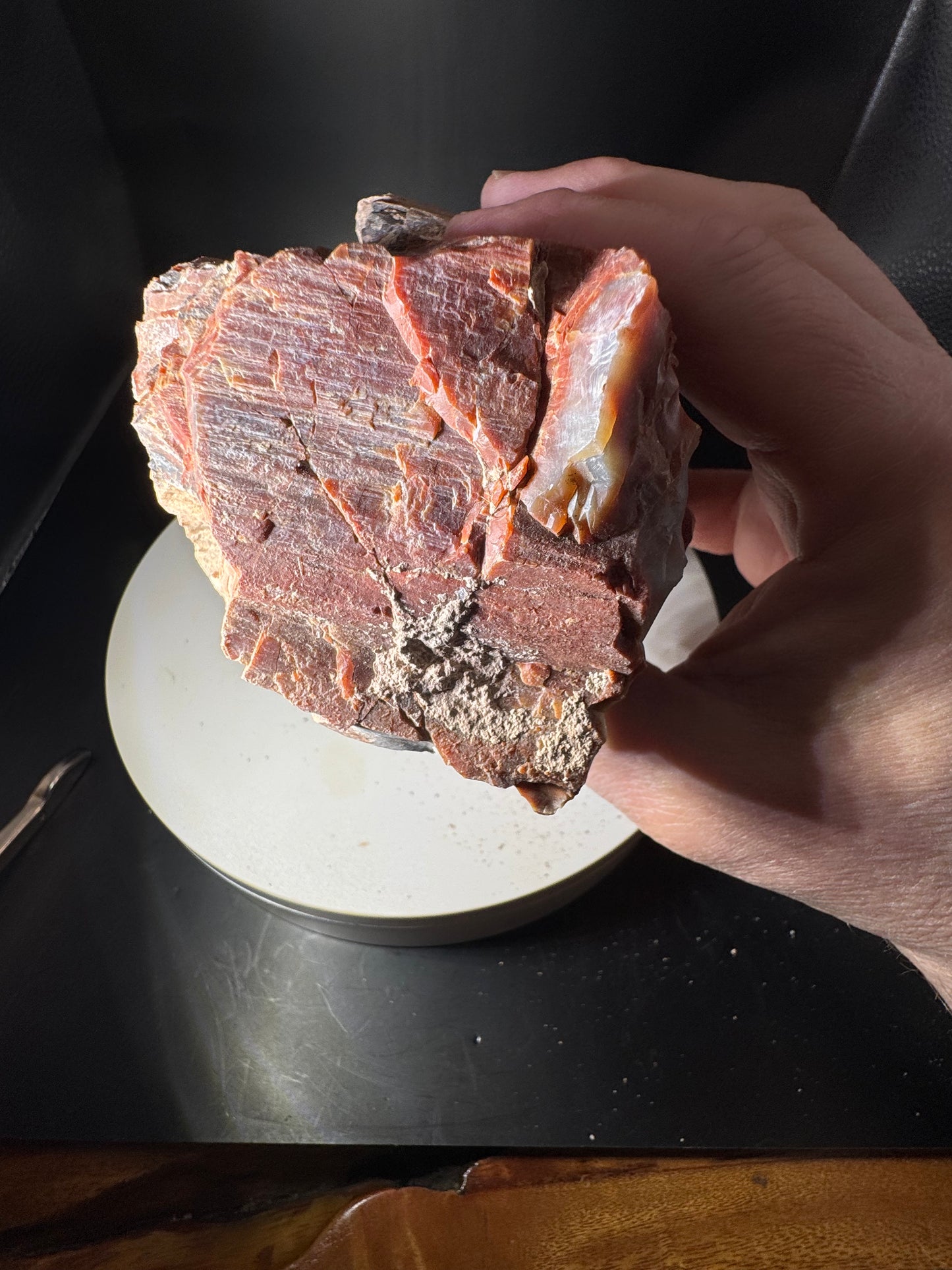 Arizona Rainbow Petrified Wood 2.3 LBS!