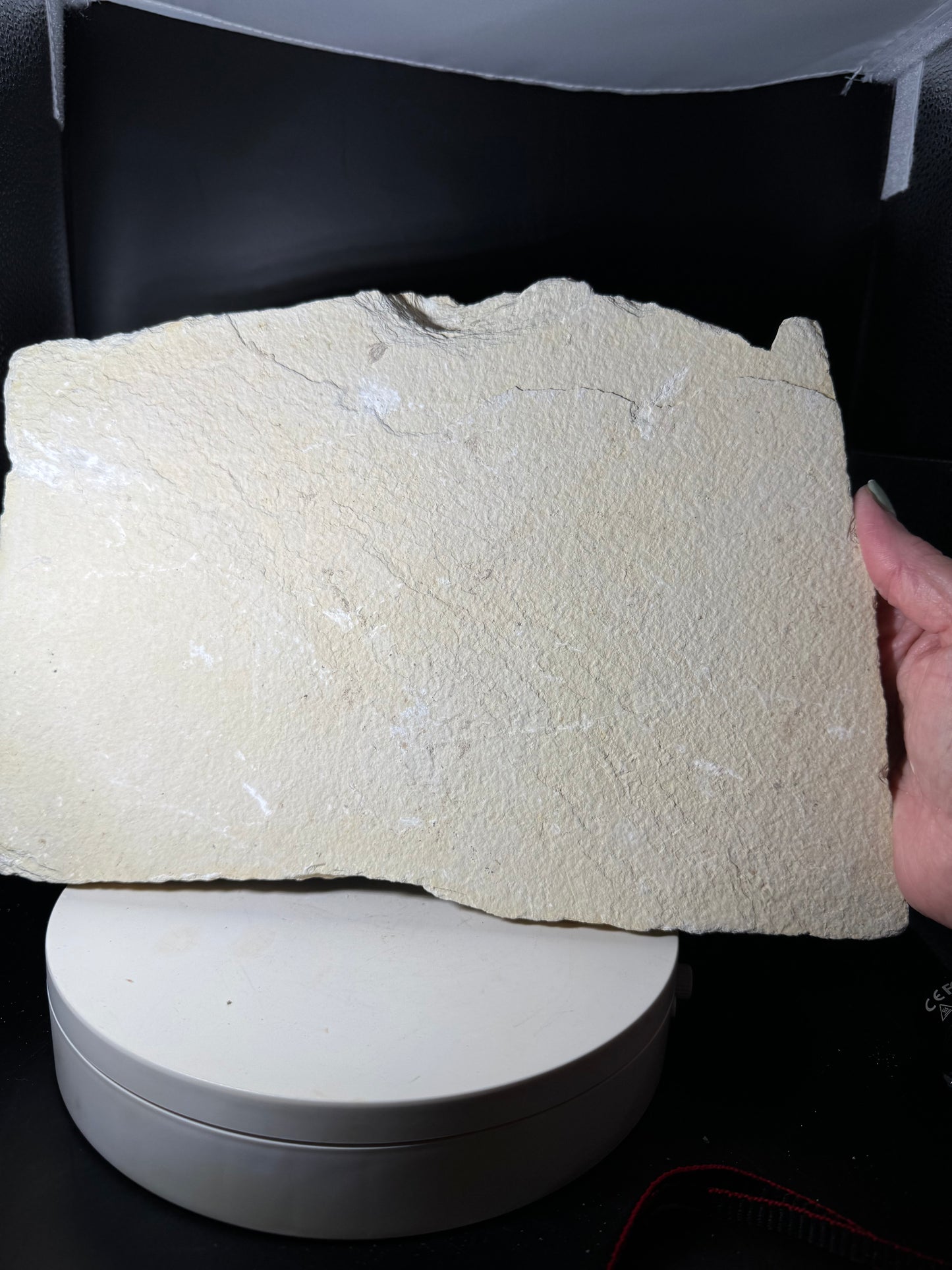Large Fish Fossil Plate Green River Wyoming