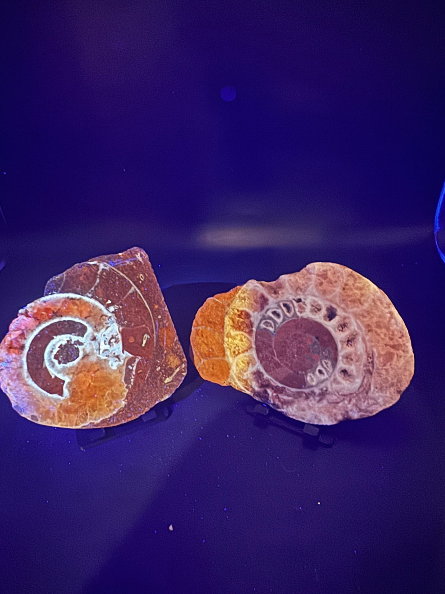 UV Reactive Ammonite Pair From Indonesia with Stands | 304 Grams