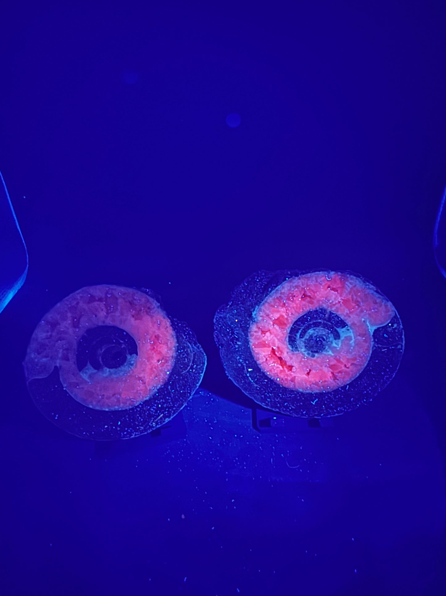 UV Reactive Ammonite Pair From Indonesia with Stands | 247 Grams