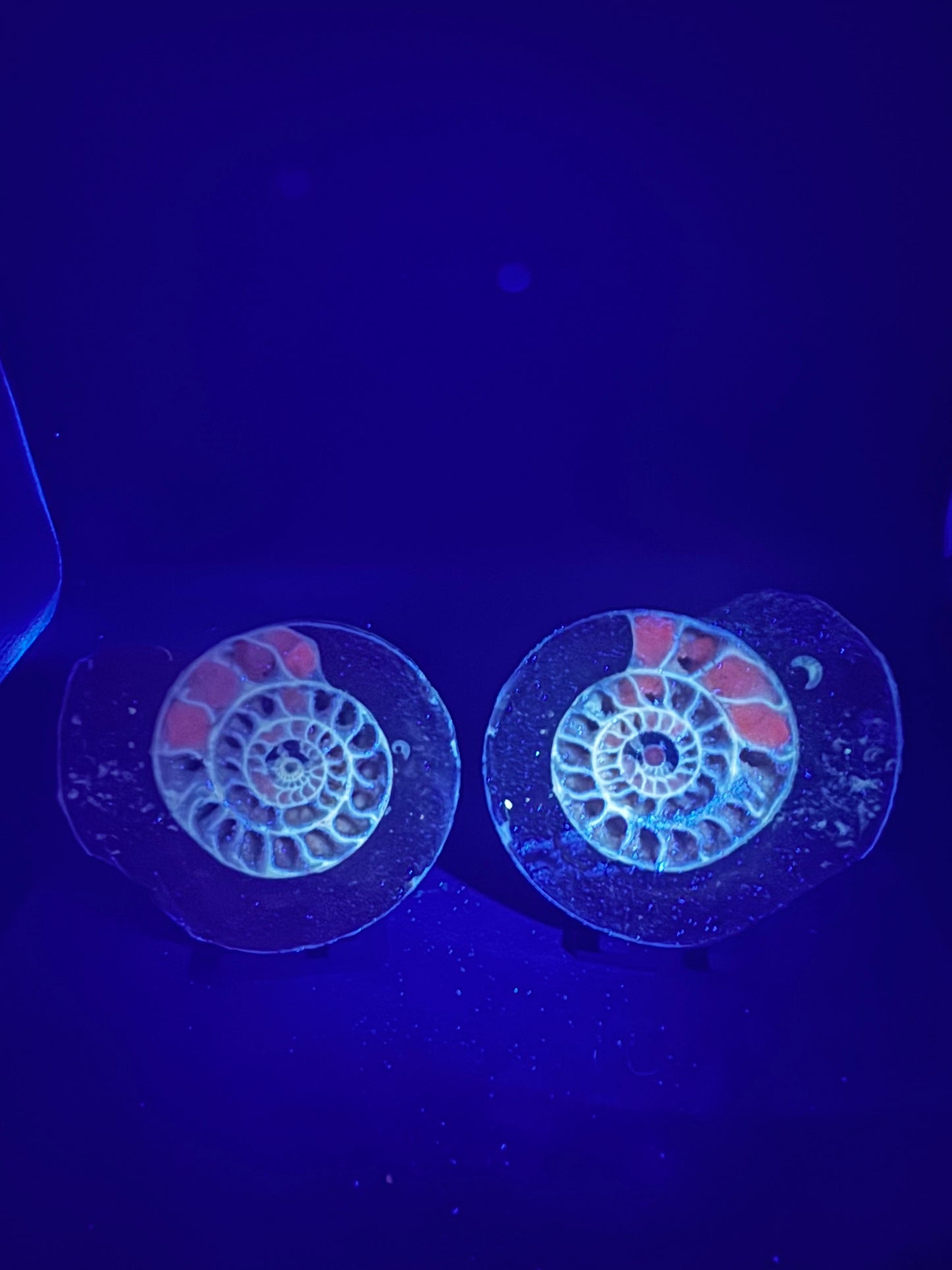 UV Reactive Ammonite Pair From Indonesia with Stands | 288 Grams