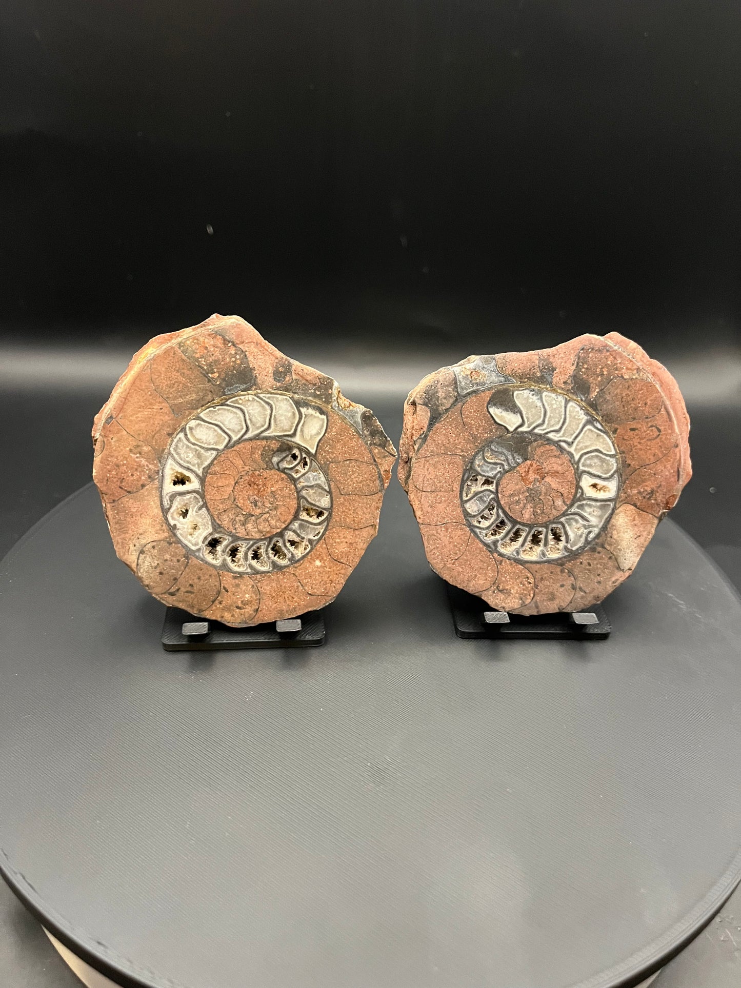 UV Reactive Ammonite Pair From Indonesia with Stands | 279 Grams