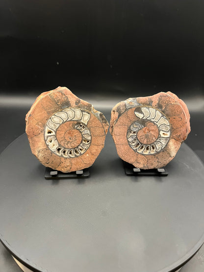 UV Reactive Ammonite Pair From Indonesia with Stands | 279 Grams