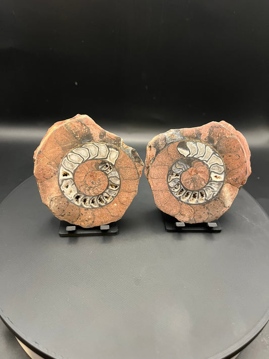 UV Reactive Ammonite Pair From Indonesia with Stands | 279 Grams