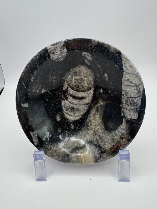 Orthoceras Polished Bowl