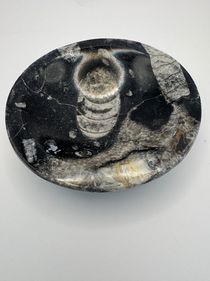 Orthoceras Polished Bowl