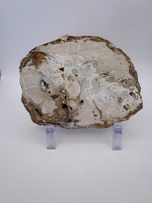 Petrified Wood Slab
