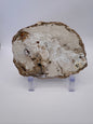 Petrified Wood Slab