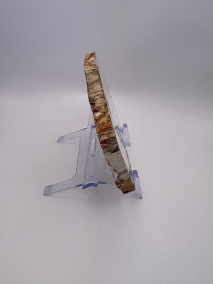 Petrified Wood Slab