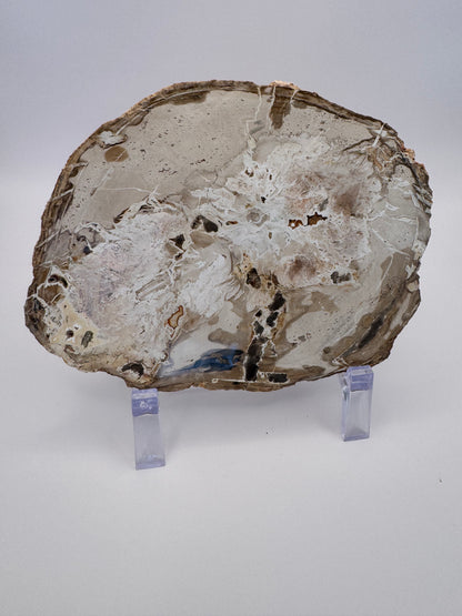 Petrified Wood Slab