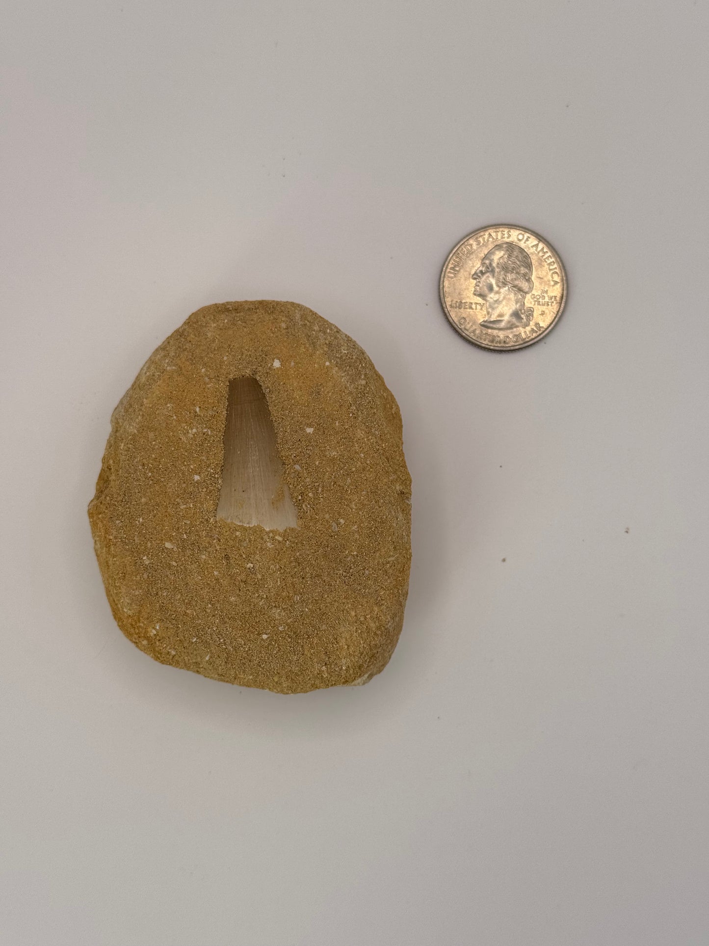 Mosasaur Tooth