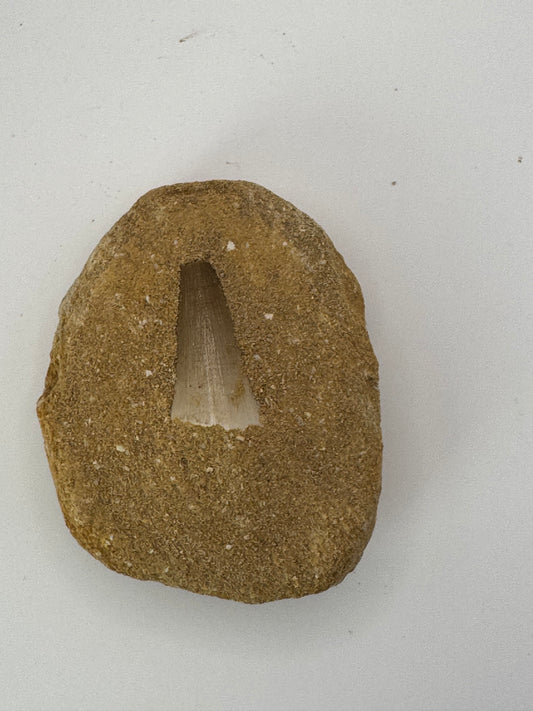 Mosasaur Tooth