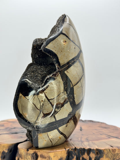 Septarian Dragon Egg
