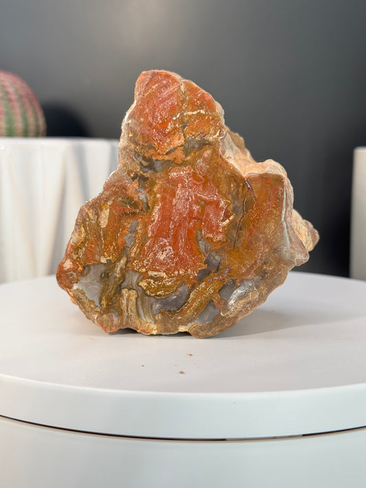 Madagascar Petrified Wood