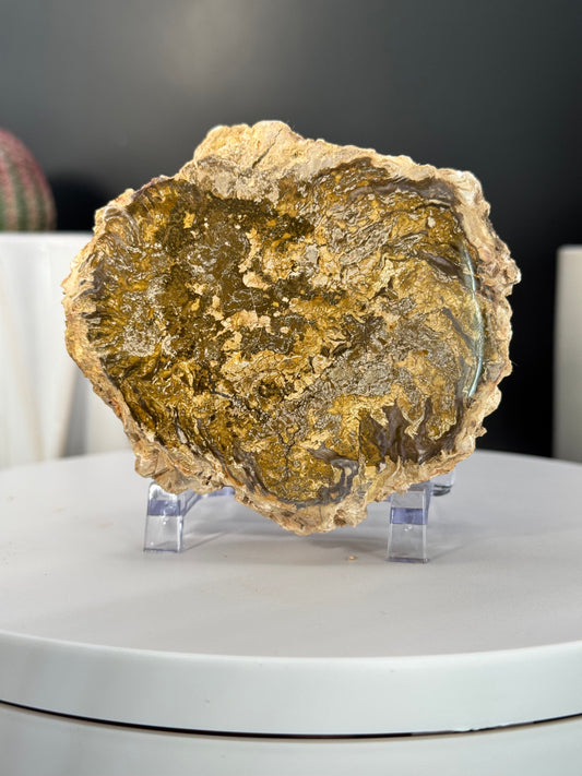 Madagascar Petrified Wood