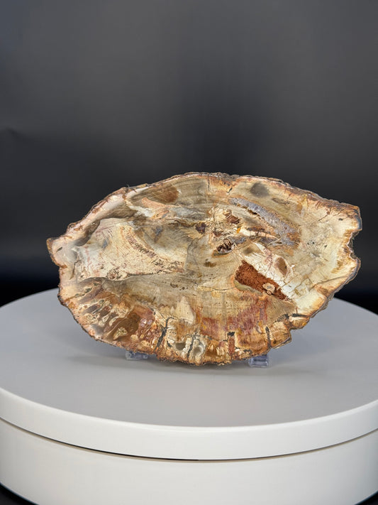 Petrified Wood Slab from Indonesia Slab