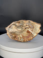 Petrified Wood Slab from Indonesia Slab