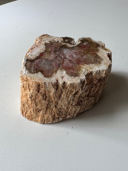 Small Red Petrified wood