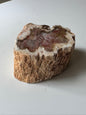 Small Red Petrified wood