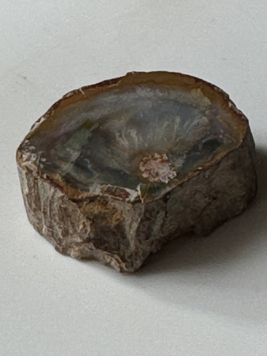 Small Petrified wood