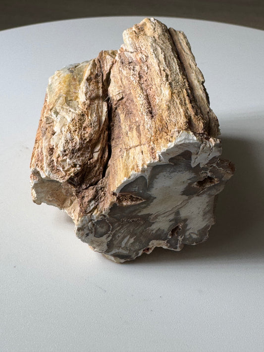 Petrified wood